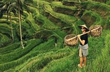 Ubud Sightseeing, Holy Water Temple & Waterfall