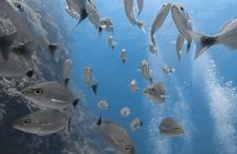 Open Water Diver Certification OWD