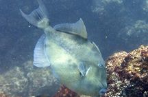 Open Water Diver Certification OWD