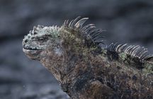 8-Day Galapagos Discovery