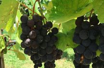Art Of Wine – Travel Through The So-Called Wine Route Visiting Various Wineries 