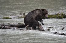 Full Day Grizzly Bear Tour to Toba Inlet