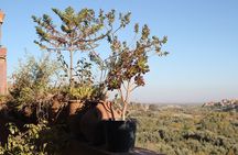 Day tour in Ourika valley and the Atlas mountains 