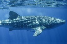 VIP Whale Shark Private Tour