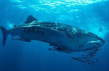 VIP Whale Shark Private Tour