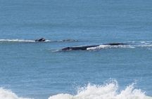 Whaling Search - Whale Watching by Land