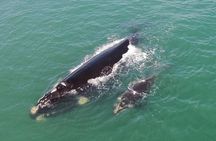 Whaling Search - Whale Watching by Land
