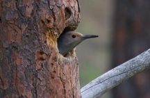 Half Day Birdwatching in the South Okanagan