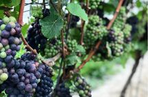 Private Wine & Charcuterie Tour