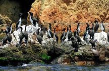 Huacachina Oasis & Ballestas Islands + Paracas Reserve (Private)