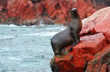 Ballestas Islands Tour & Paracas Reserve from Lima - Private Trip