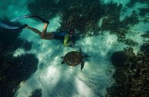 Half Day Snorkel 2.5hr Turtle Tour on the Ningaloo Reef, Exmouth