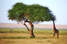 3 Days, 2 Nights Safari - Amboseli National Park and Tsavo West Adventure Safari