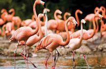 Bonaire Shore Excursion: The Bonaire Highlights Tour