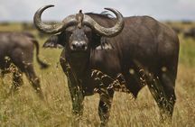 2 Day Safari Isimangaliso Wetland Park & Hluhluwe Imfolozi from Durban