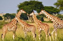 3 Days Drakensberg & Tala Private Game Reserve from Durban Tour