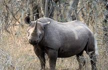 3 Day Tala Game Reserve & Phezulu Safari & Natal Lion from Durban