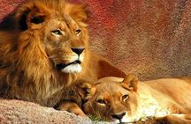 3 Day Tala Game Reserve & Phezulu Safari & Natal Lion from Durban