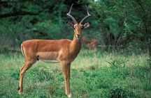 3 Days Drakensberg & Tala Private Game Reserve from Durban Tour