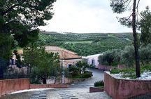 Semi Private Wine and Olive Oil tour (Transfer & Lunch Incl.)