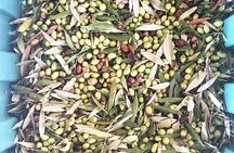Semi Private Wine and Olive Oil tour (Transfer & Lunch Incl.)