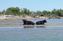 Camargue 4x4 Safari 2h + Picnic + Kayak