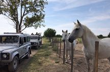 Camargue 4x4 Safari 2h + Picnic + Kayak