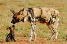 6-Day Private Tanzania Safari