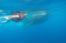 Private Whale Shark Tour from Cancun
