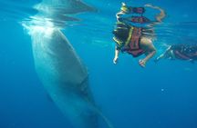 Half Day Whale Shark Tour From Playa del Carmen