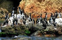 Ballestas Islands Tour & Paracas Reserve from Lima - Private Trip
