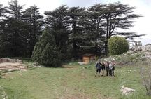 Exploring the Qadisha Valley, Cedars of God, and Baalbek Temples