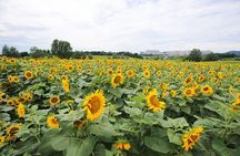 Private Full day Tour Anseong Farm Land with Gwangmyeong Cave