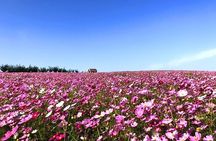 Private Full day Tour Anseong Farm Land with Gwangmyeong Cave