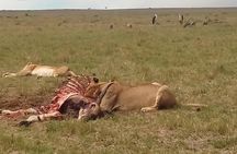 2 Days Safari to Maasai Mara NR - Mid range.