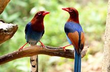 Birdwatching Walk in Thalangama Wetland from Colombo