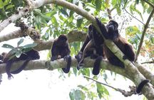 Private Tour Punta Laguna Monkey Sanctuary Zip Line