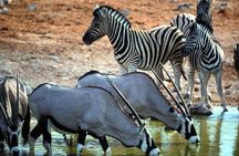 Private Safari Tour to Aquila Private Game Reserve excluding Entrance Fees