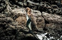 Full Day Bartolome Island & Sullivan Bay