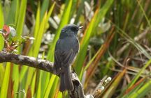 Birdwatching and Trekking at Horton Plains National Park 