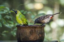 Birdwatching and Trekking at Horton Plains National Park 