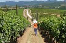 Chianti Half-Day Wine Tour in the Tuscan Hills Small Group from Lucca