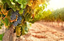 Chianti Half-Day Wine Tour in the Tuscan Hills Small Group from Lucca