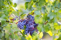 Archeology, visit to a vineyard and wine and pecorino cheese tasting