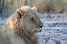 3 Day Etosha Private Guided Safari