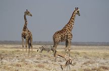 3 Day Etosha Private Guided Safari