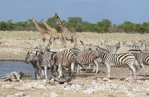 3 Day Etosha Private Guided Safari
