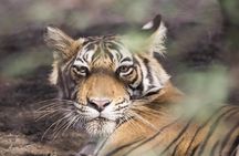 Royal Rajasthan In Depth Culture - Overland Tour