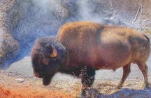 Boutique Yellowstone Day Tour from Bozeman