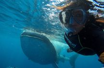 Cancun Whale Shark Small Group Tour on Spacious Boat w Transport